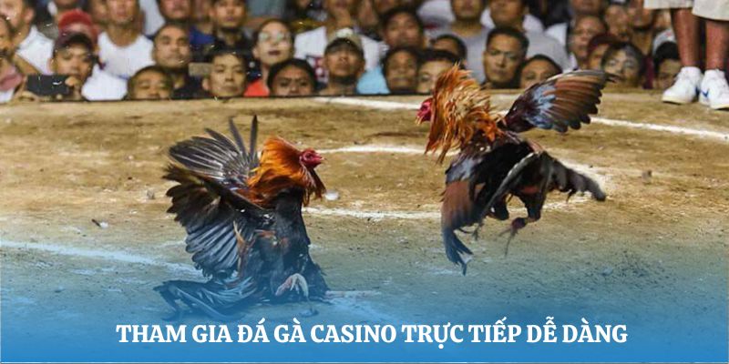 Tham gia đá gà casino trực tiếp dễ dàng cùng Kubet88